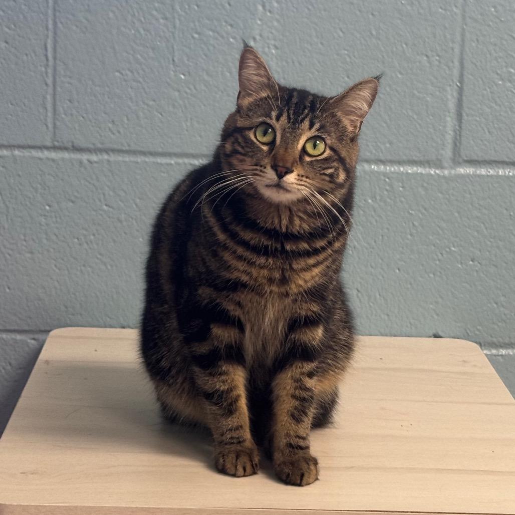 Enlarge Loca, a Adoptable Domestic Short Hair in Easton, PA image 4/6