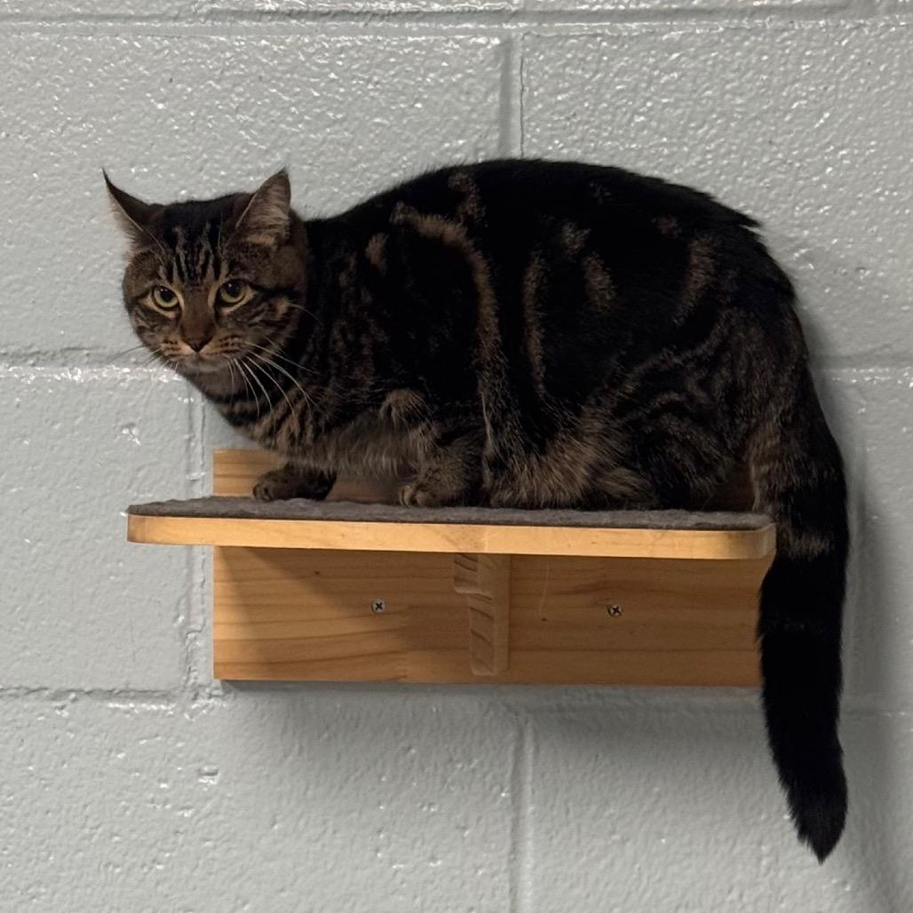 Enlarge Loca, a Adoptable Domestic Short Hair in Easton, PA image 5/6