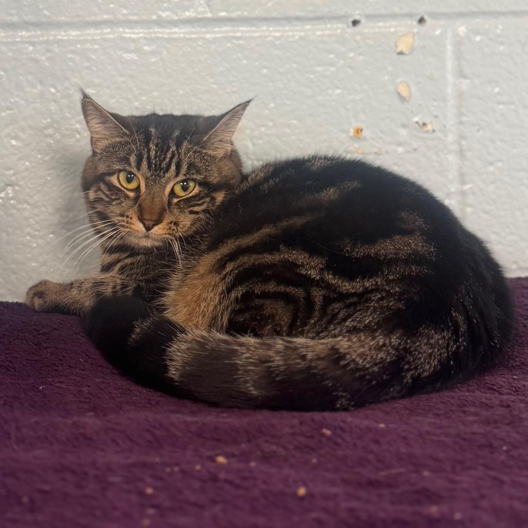 Enlarge Loca, a Adoptable Domestic Short Hair in Easton, PA image 6/6