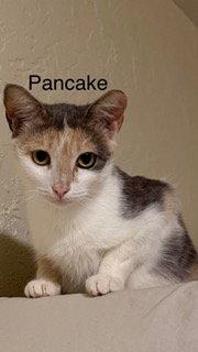 Pancake, Adoptable, Young Female Manx & Domestic Short Hair.