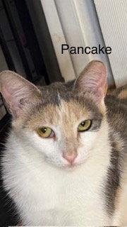 Enlarge Pancake, a Adoptable mixed breed in Oakland Park, FL image 3/3