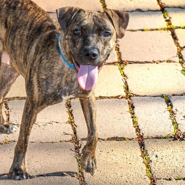 BUTTONS, Adoptable, Young Female Plott Hound & Mixed Breed.