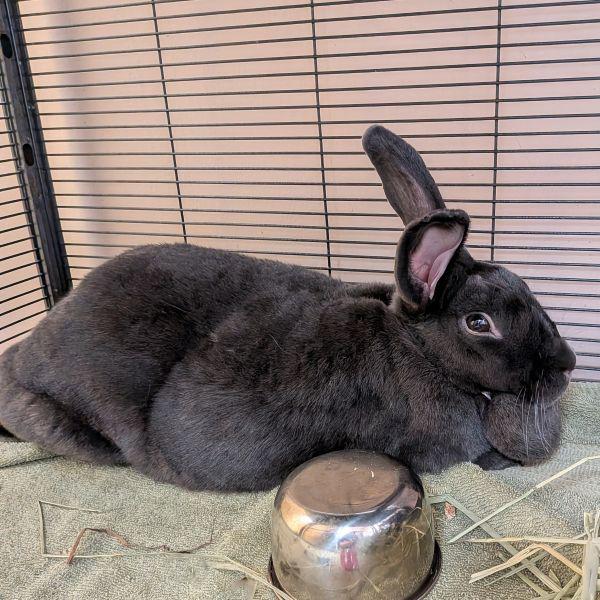 Enlarge Linda, a Adoptable mixed breed in Des Moines, IA image 1/1