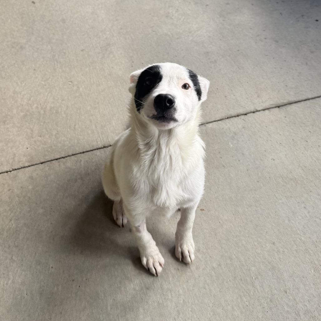 Andy, Adoptable, Puppy Male Mixed Breed.