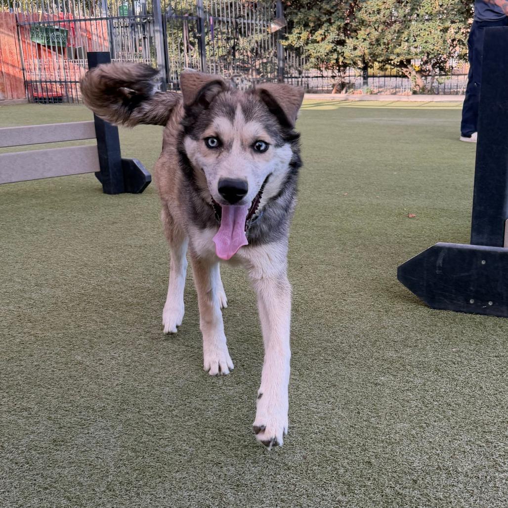 Enlarge Major, a Adoptable mixed breed in Albuquerque, NM image 1/6
