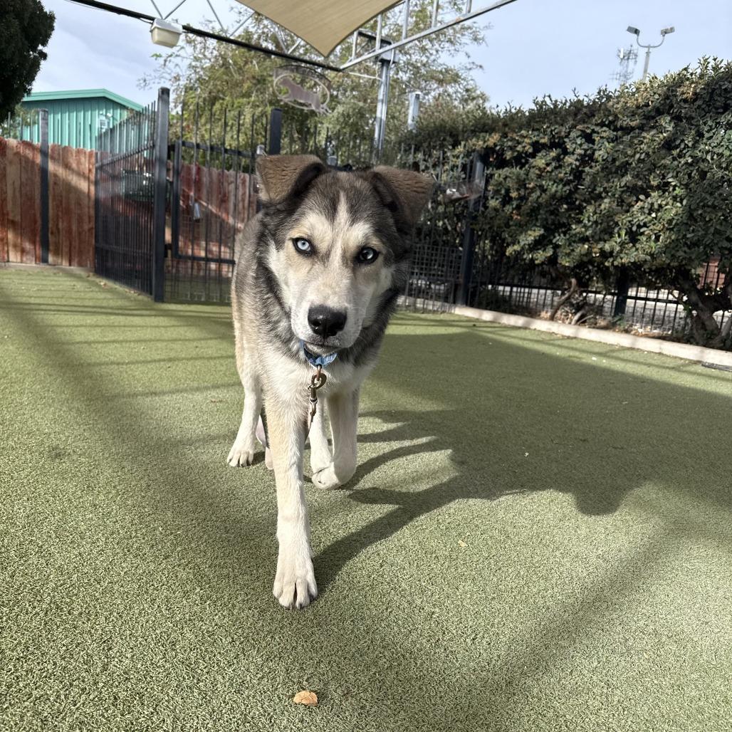 Enlarge Major, a Adoptable mixed breed in Albuquerque, NM image 2/6