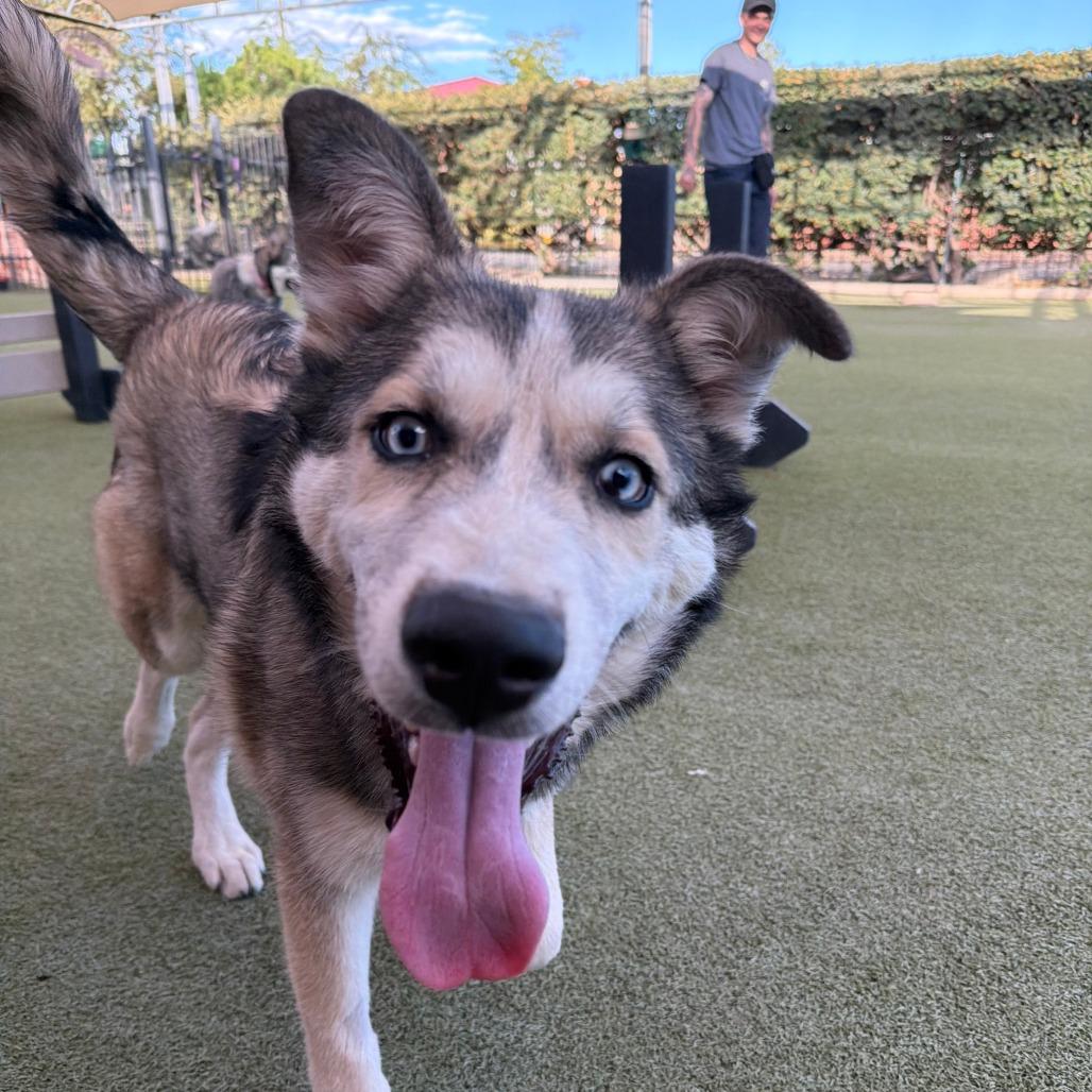 Enlarge Major, a Adoptable mixed breed in Albuquerque, NM image 3/6