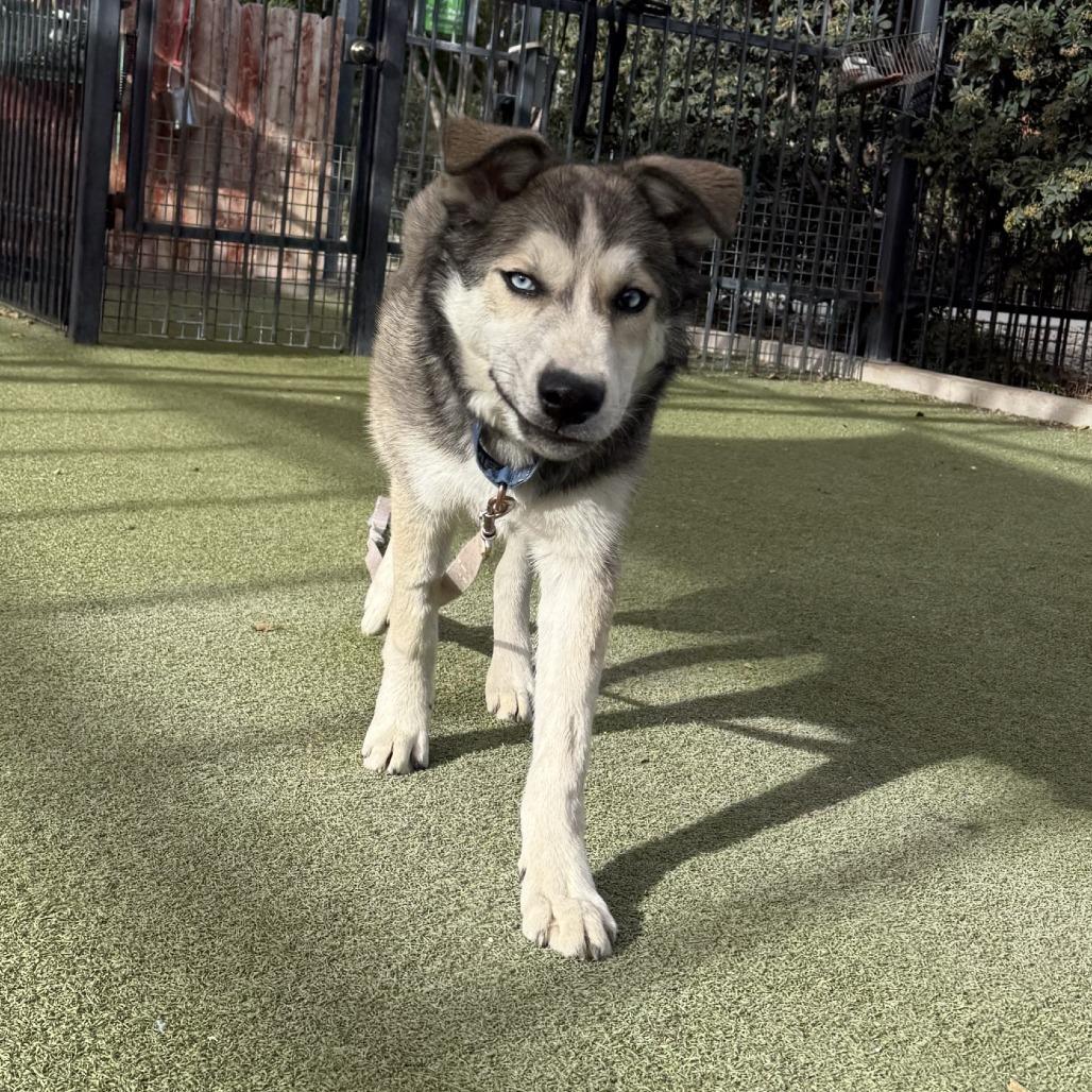Enlarge Major, a Adoptable mixed breed in Albuquerque, NM image 5/6
