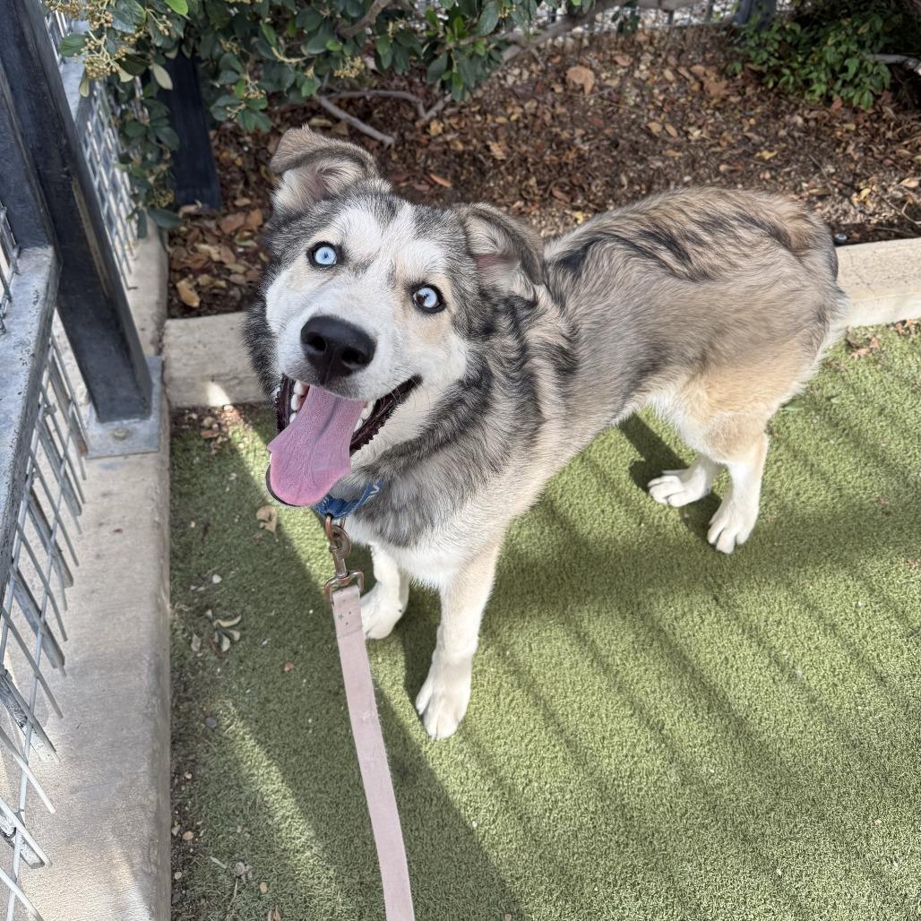 Enlarge Major, a Adoptable mixed breed in Albuquerque, NM image 6/6
