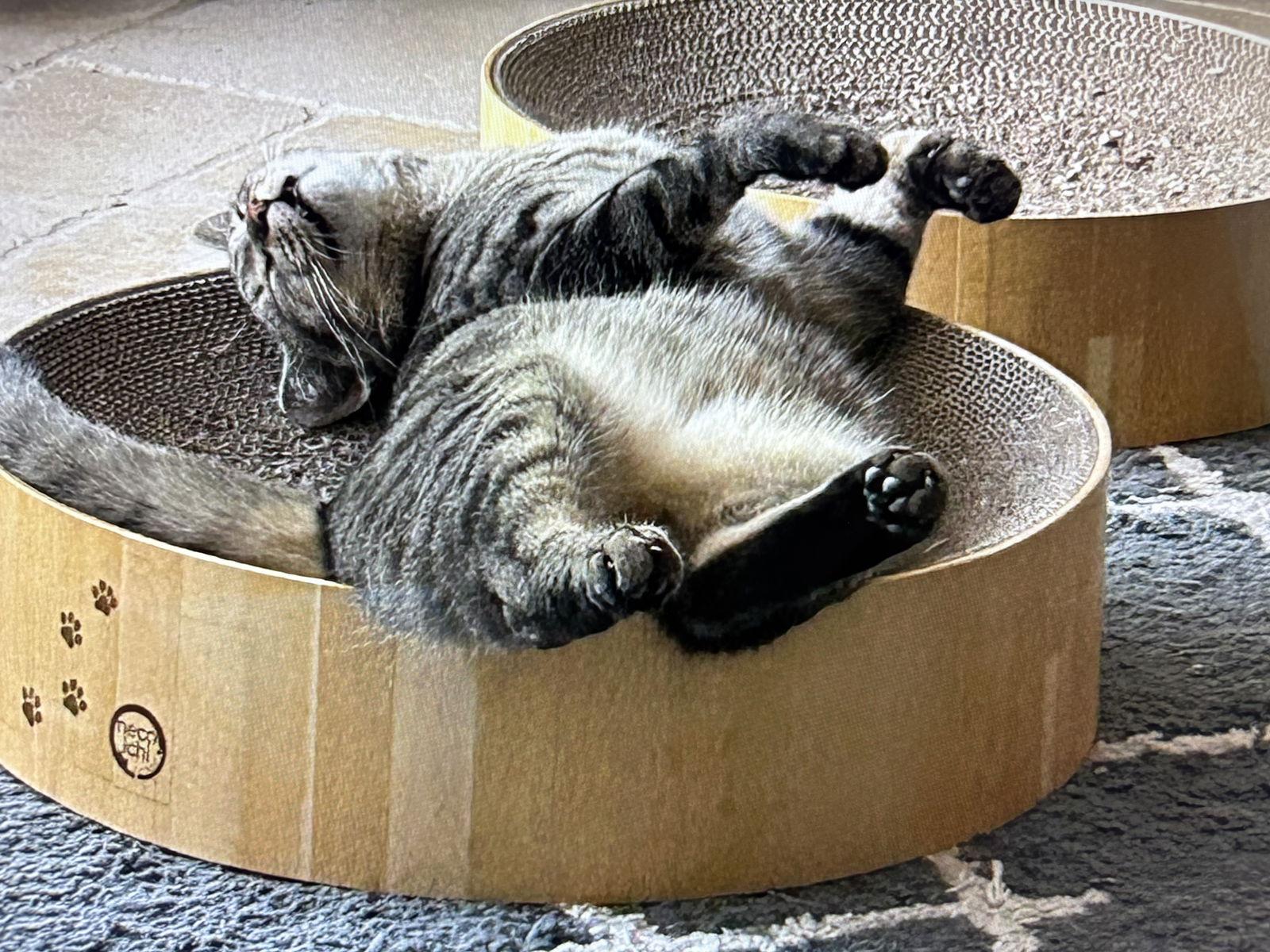 Enlarge Mikey, a Adopted mixed breed in West Palm Beach, FL image 1/3