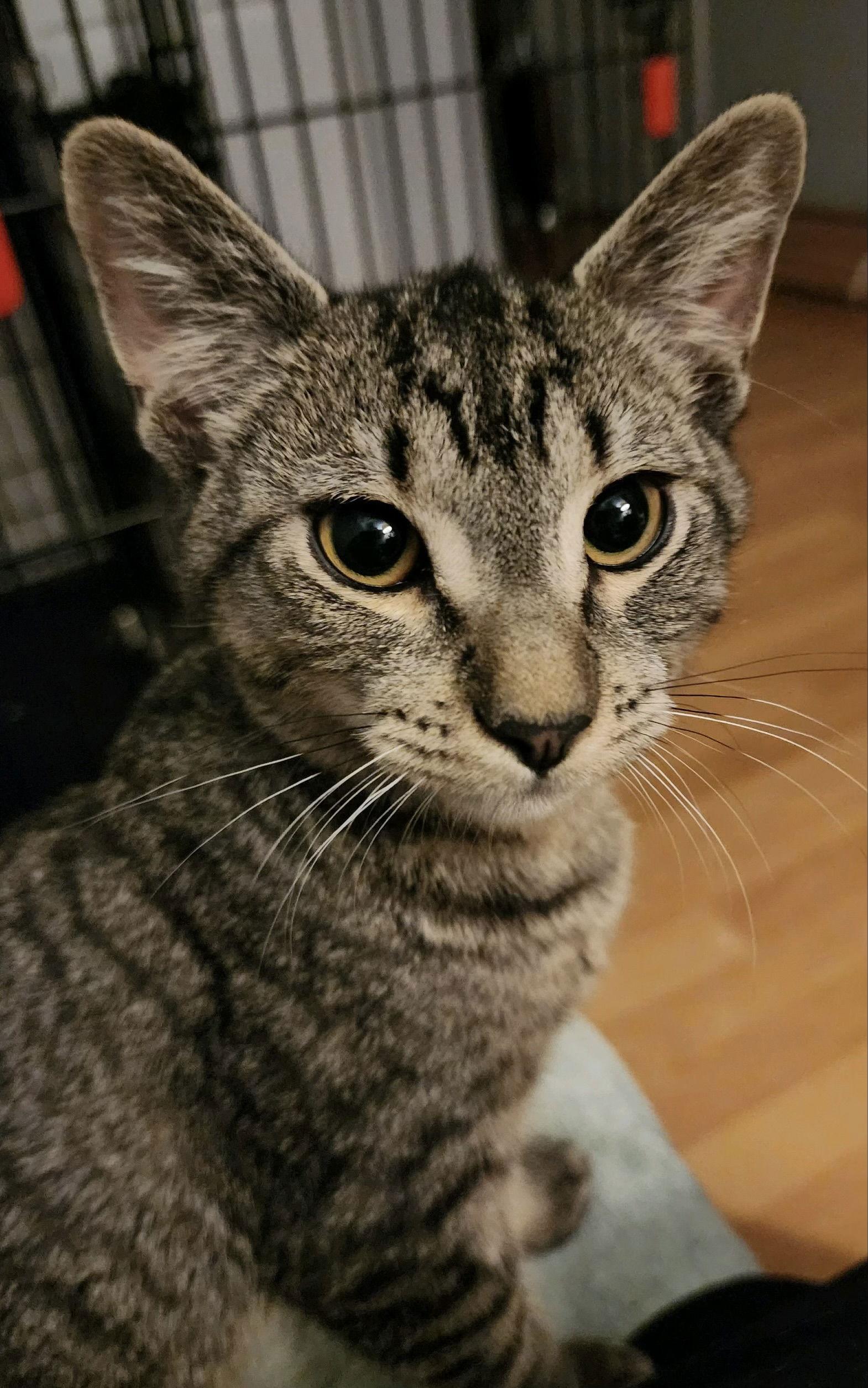 Enlarge Mikey, a Adopted mixed breed in West Palm Beach, FL image 2/3