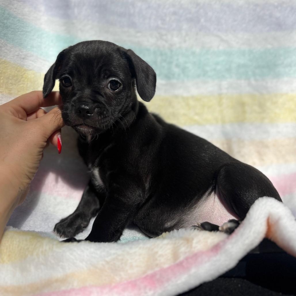 Lollipop, Adoptable, Puppy Female Pug.