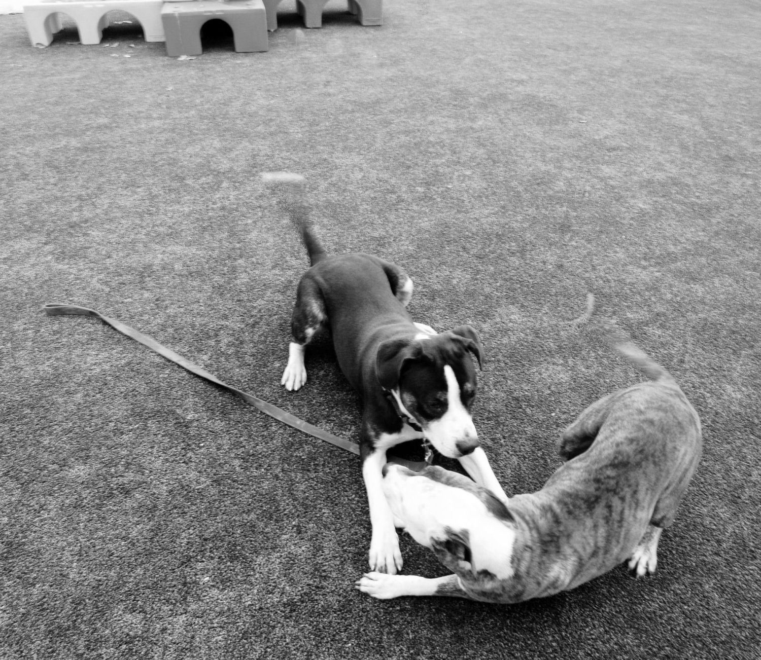 Enlarge Bernard, a Adoptable mixed breed in Godfrey, IL image 4/7