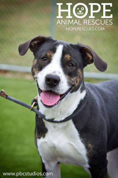 Enlarge Bernard, a Adoptable mixed breed in Godfrey, IL image 1/7