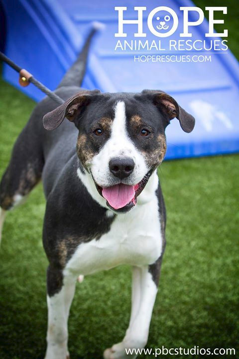 Enlarge Bernard, a Adoptable mixed breed in Godfrey, IL image 5/7