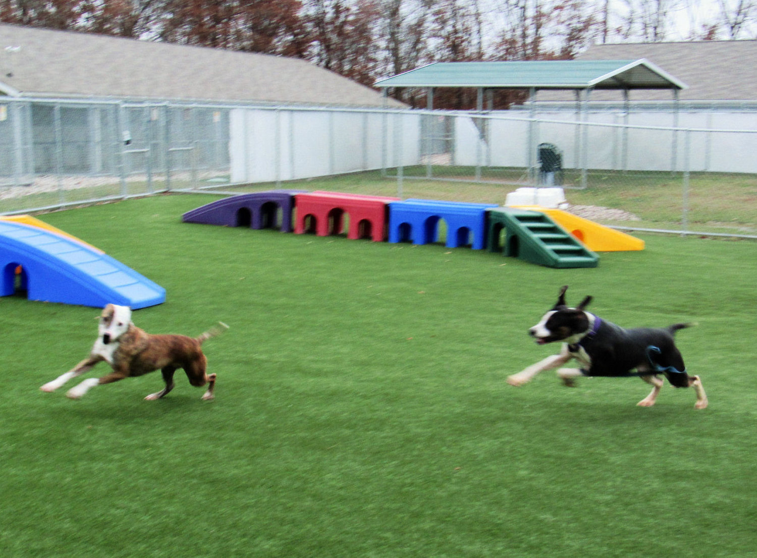 Enlarge Bernard, a Adoptable mixed breed in Godfrey, IL image 7/7