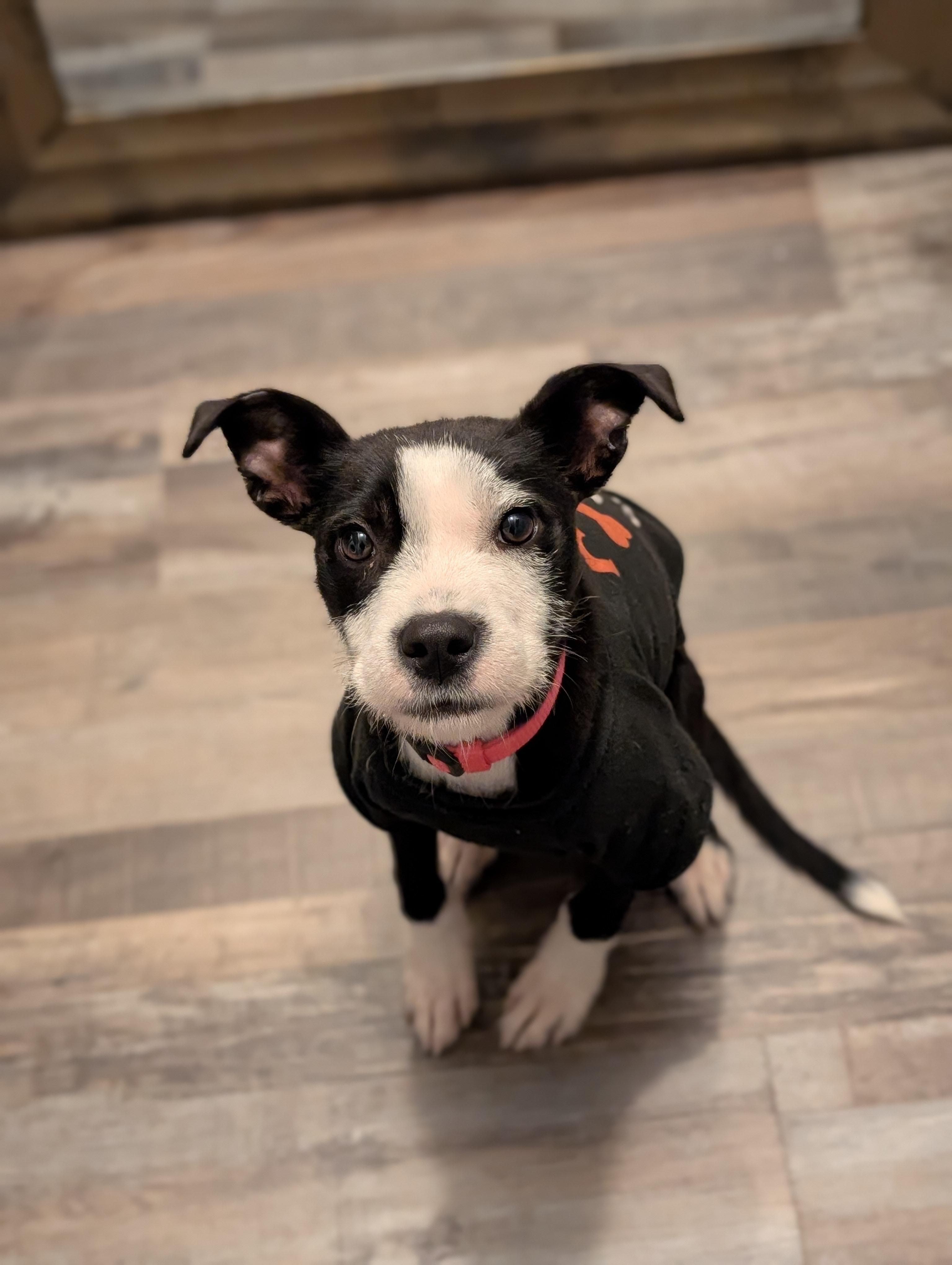 Dakota, Adoptable, Puppy Female Rat Terrier.