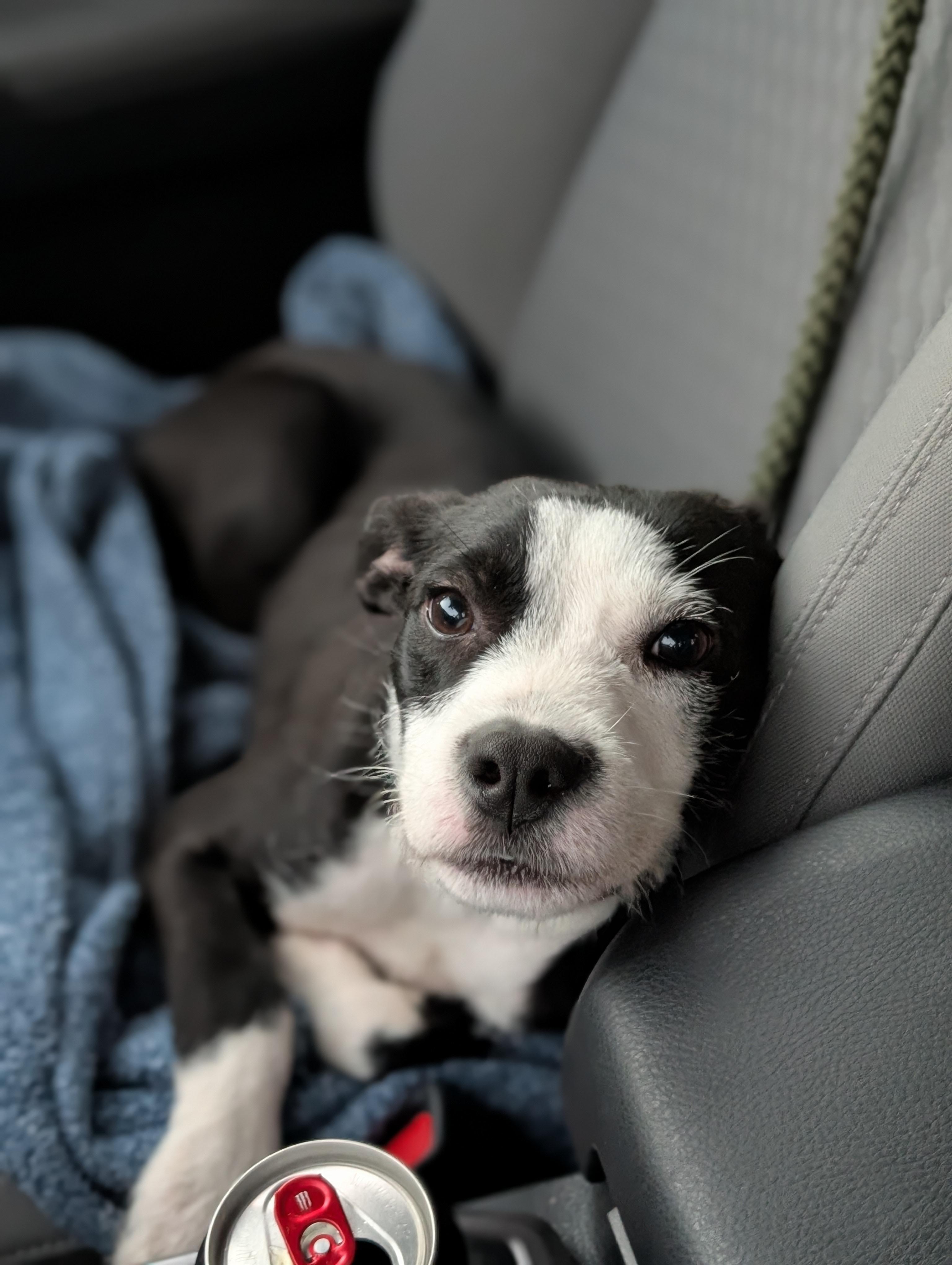 Enlarge Dakota, a Adoptable mixed breed in Bloomingdale, GA image 2/5