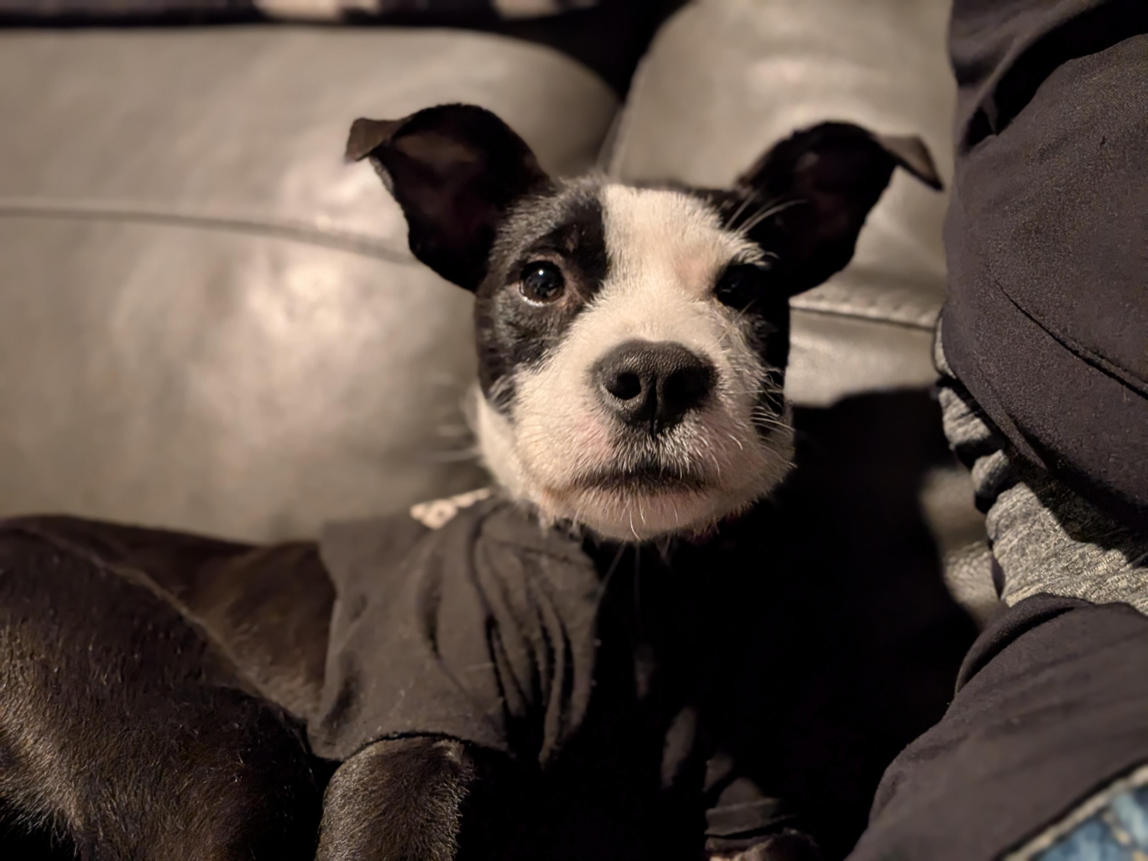 Enlarge Dakota, a Adoptable mixed breed in Bloomingdale, GA image 3/5