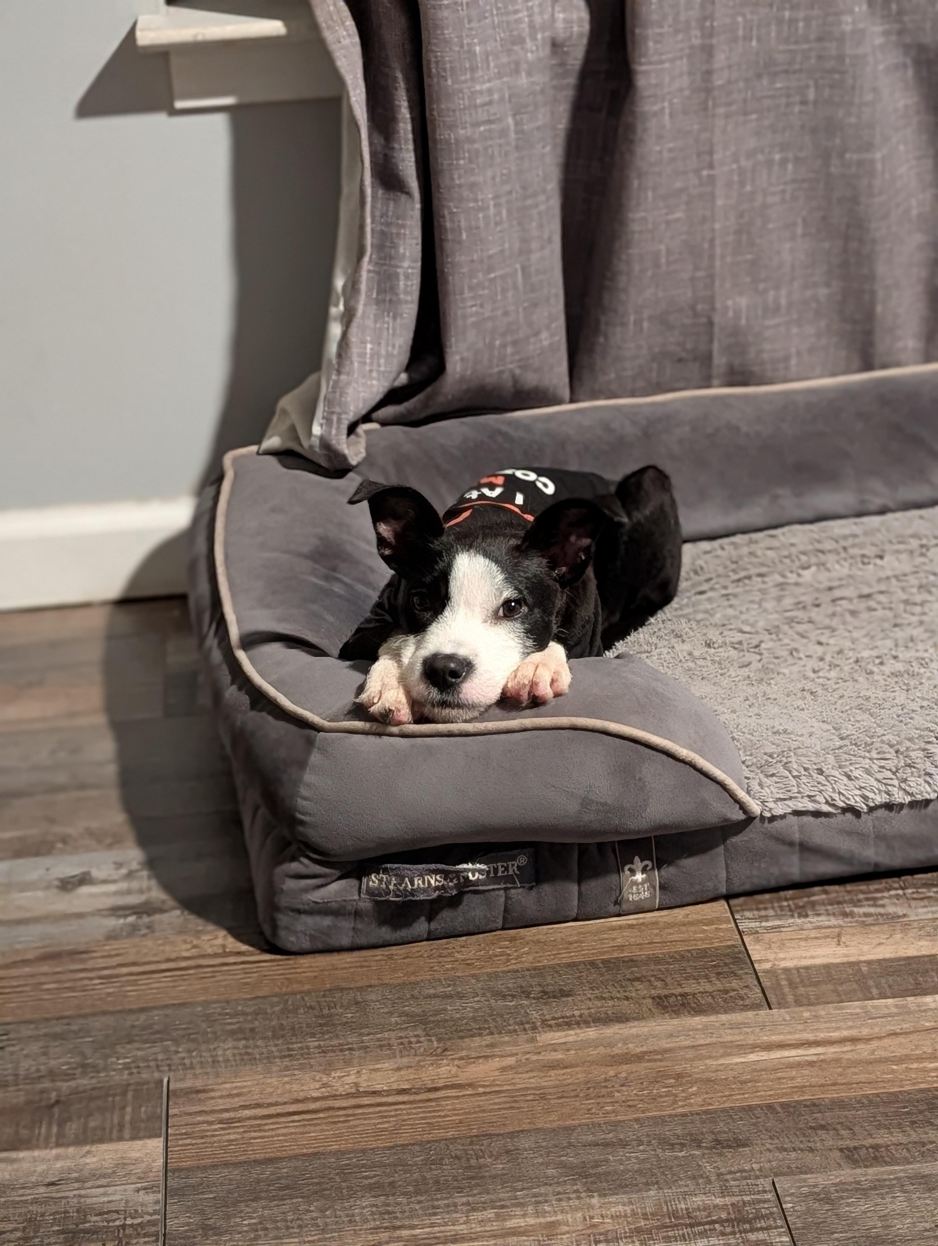 Enlarge Dakota, a Adoptable mixed breed in Bloomingdale, GA image 4/5