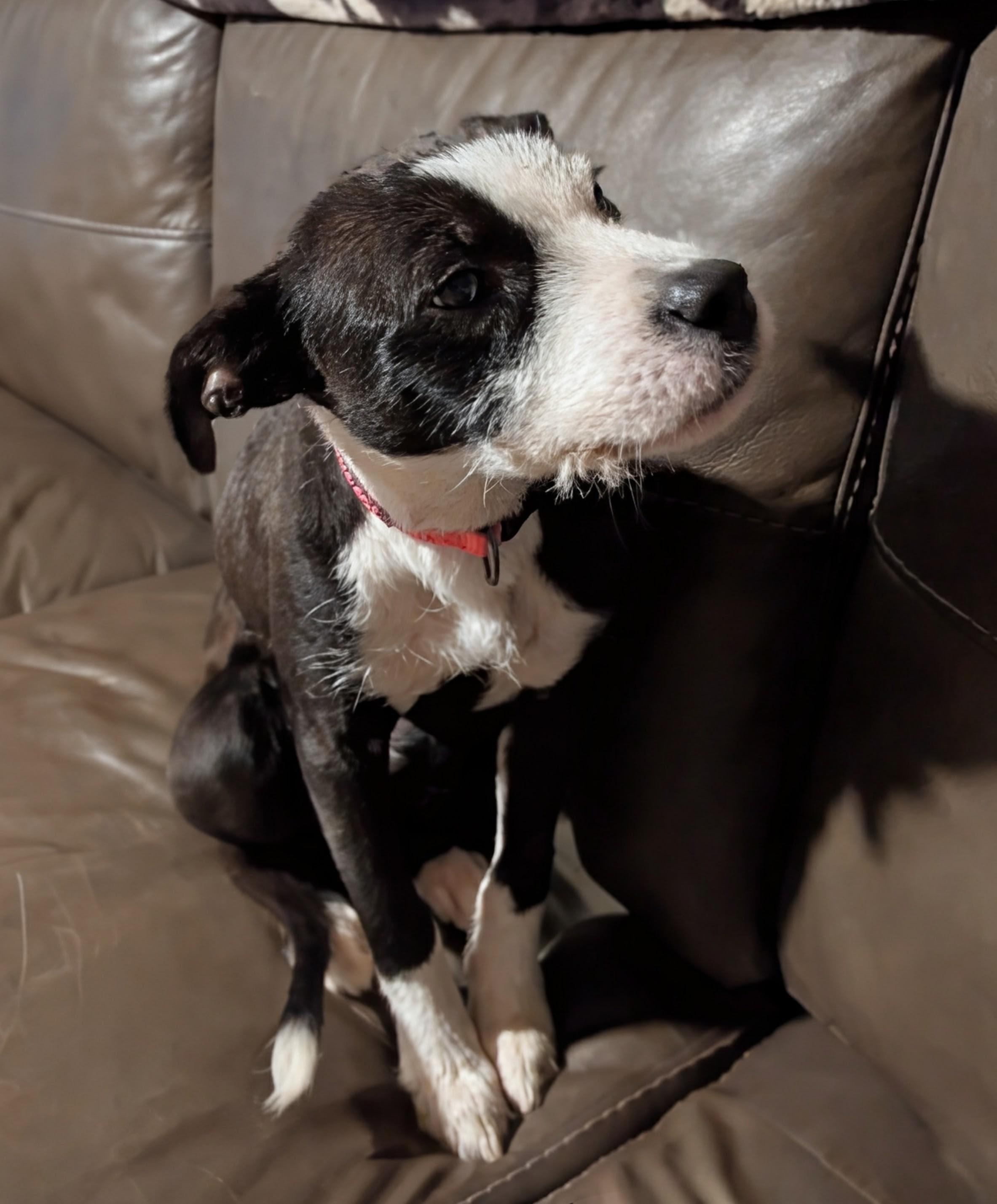 Enlarge Dakota, a Adoptable mixed breed in Bloomingdale, GA image 5/5