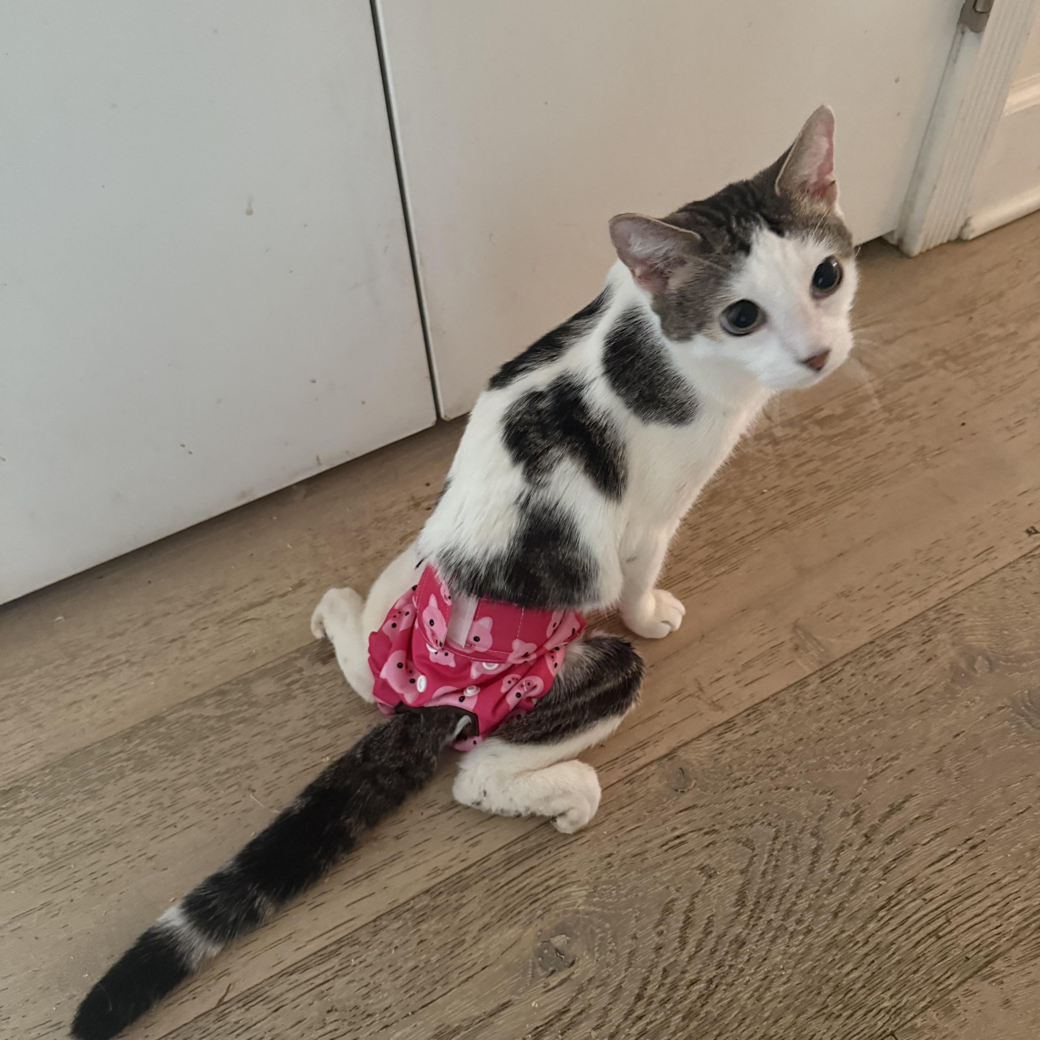 Enlarge Swimmy, a Adoptable Domestic Short Hair in Vineyard Haven, MA image 5/6
