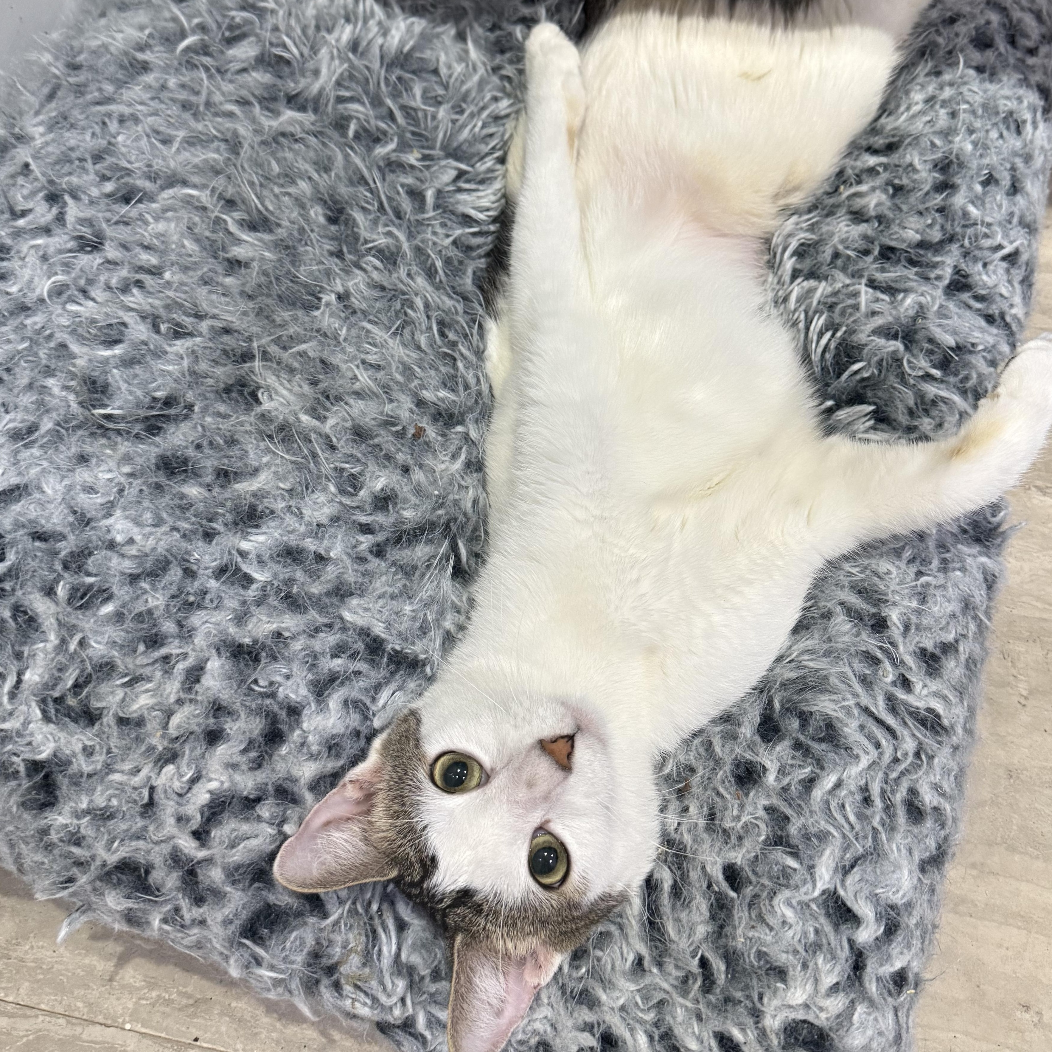 Enlarge Swimmy, a Adoptable Domestic Short Hair in Vineyard Haven, MA image 6/6