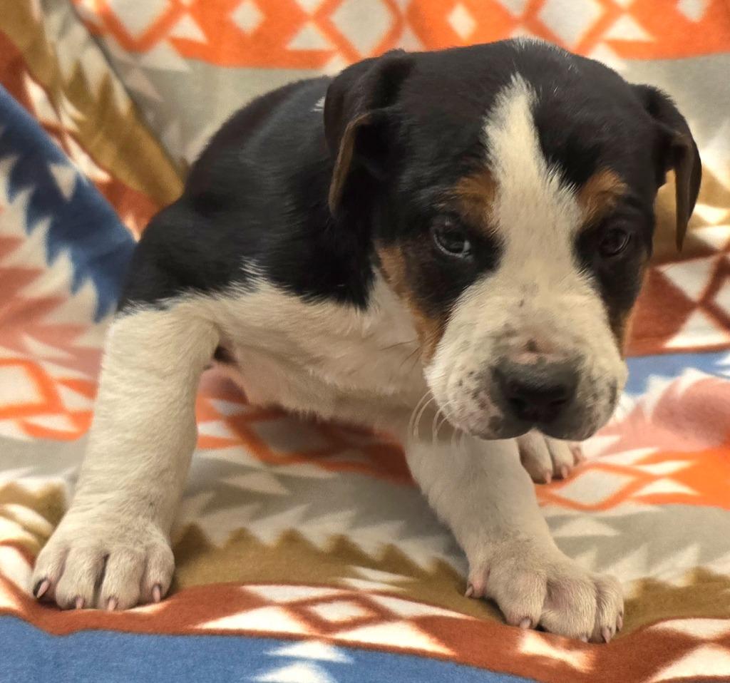 Enlarge Asher, a Adoptable mixed breed in Murphysboro, IL image 1/2