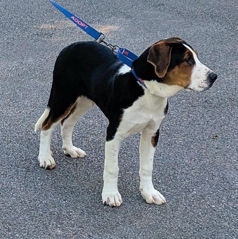 Enlarge Asher, a Adoptable mixed breed in Murphysboro, IL image 2/5