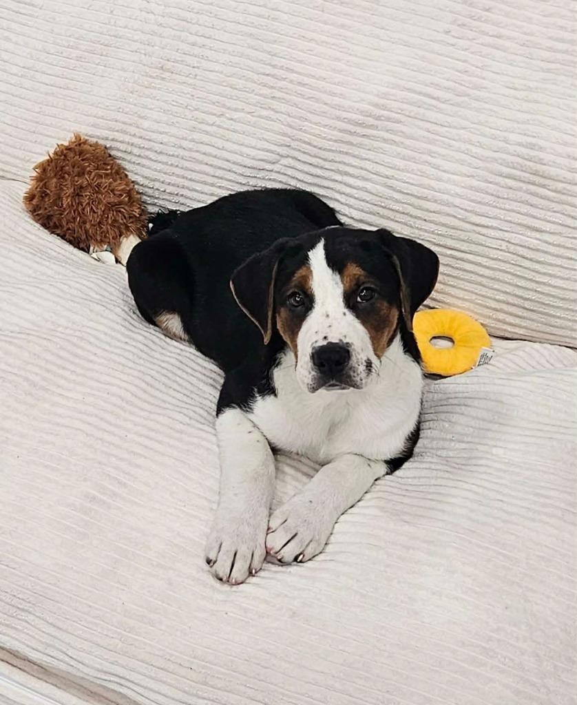 Enlarge Asher, a Adoptable mixed breed in Murphysboro, IL image 2/3