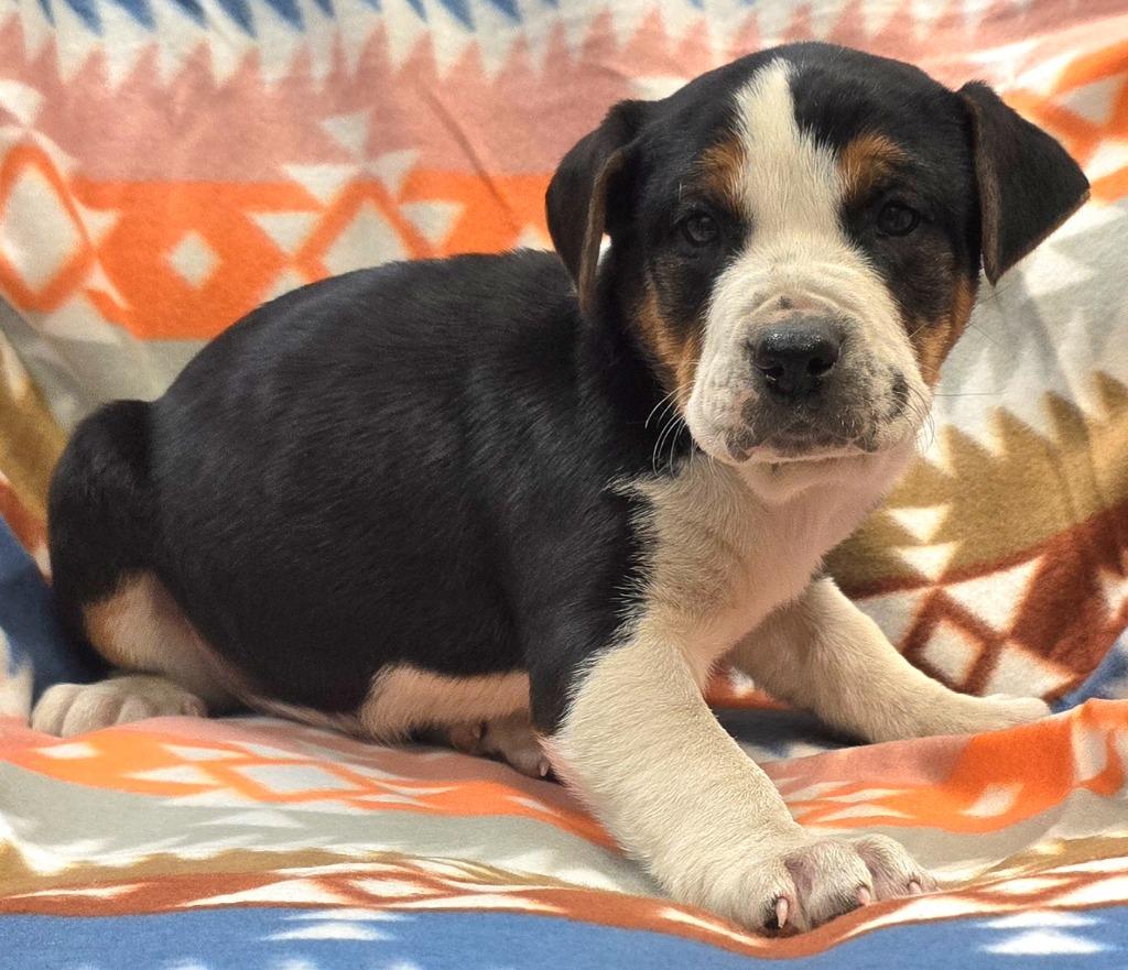 Enlarge Asher, a Adoptable mixed breed in Murphysboro, IL image 2/2