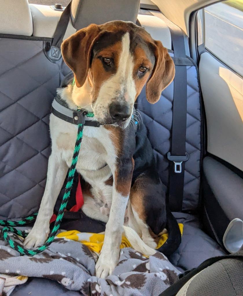 Asher, a Adoptable mixed breed in Murphysboro, IL image 4/6