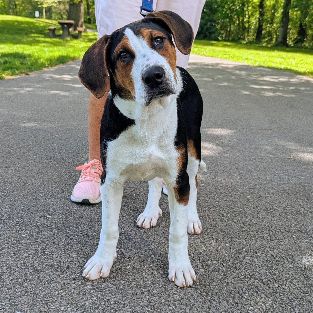 Enlarge Asher, a Adoptable mixed breed in Murphysboro, IL image 4/5