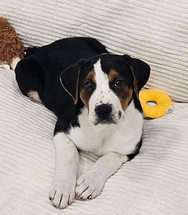 Enlarge Asher, a Adoptable mixed breed in Murphysboro, IL image 5/5