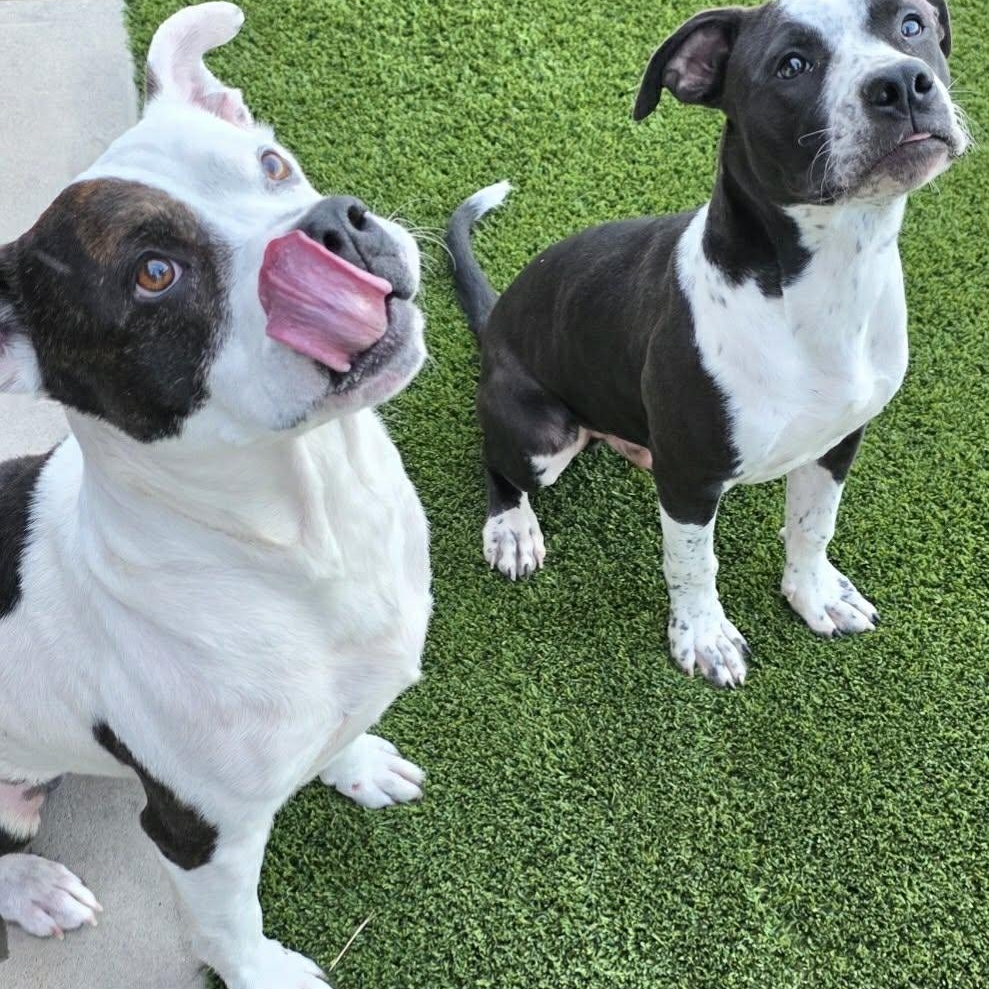 Pandi, a ADOPTABLE mixed breed in Carver, MA image 2/3