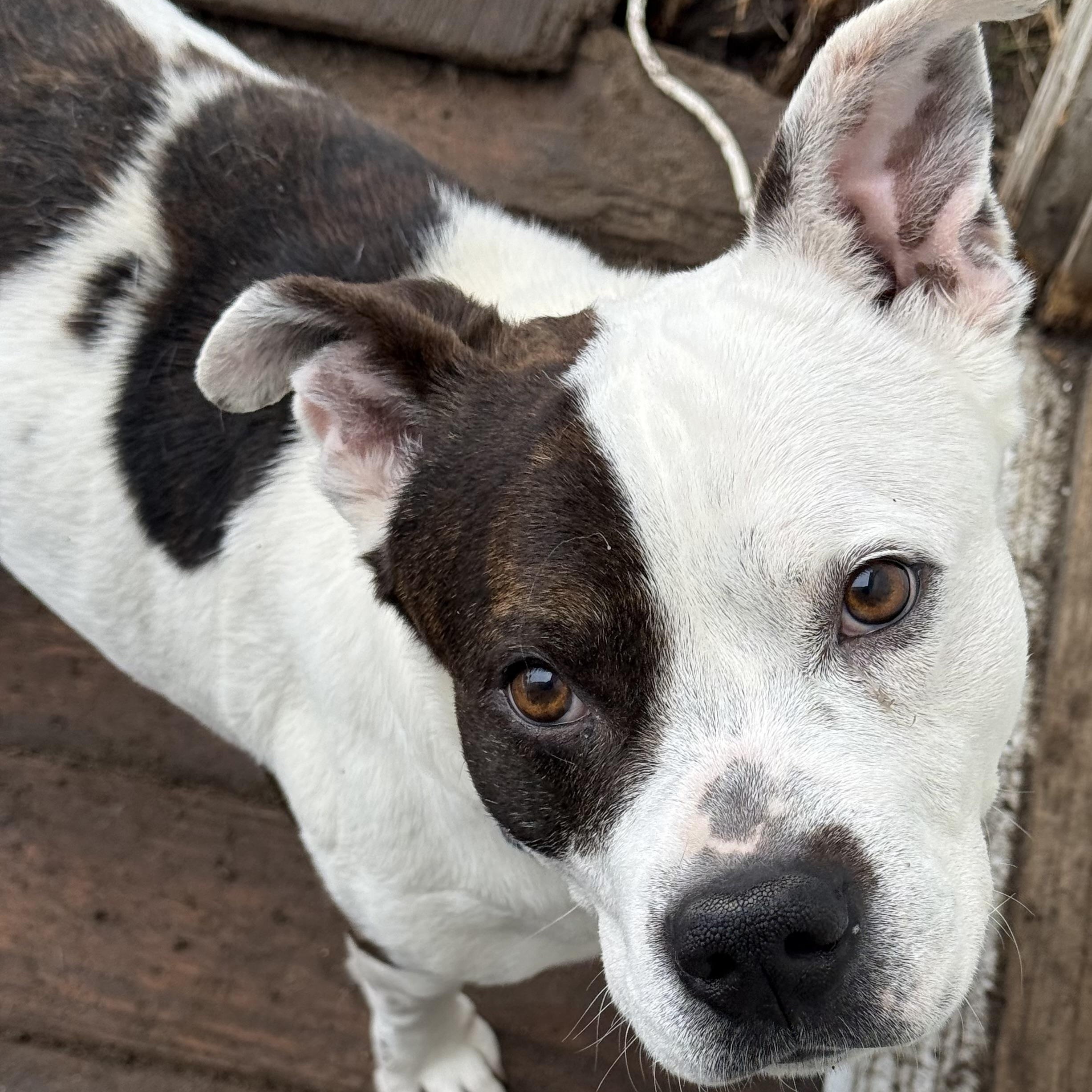 Pandi, a ADOPTABLE mixed breed in Carver, MA image 1/3