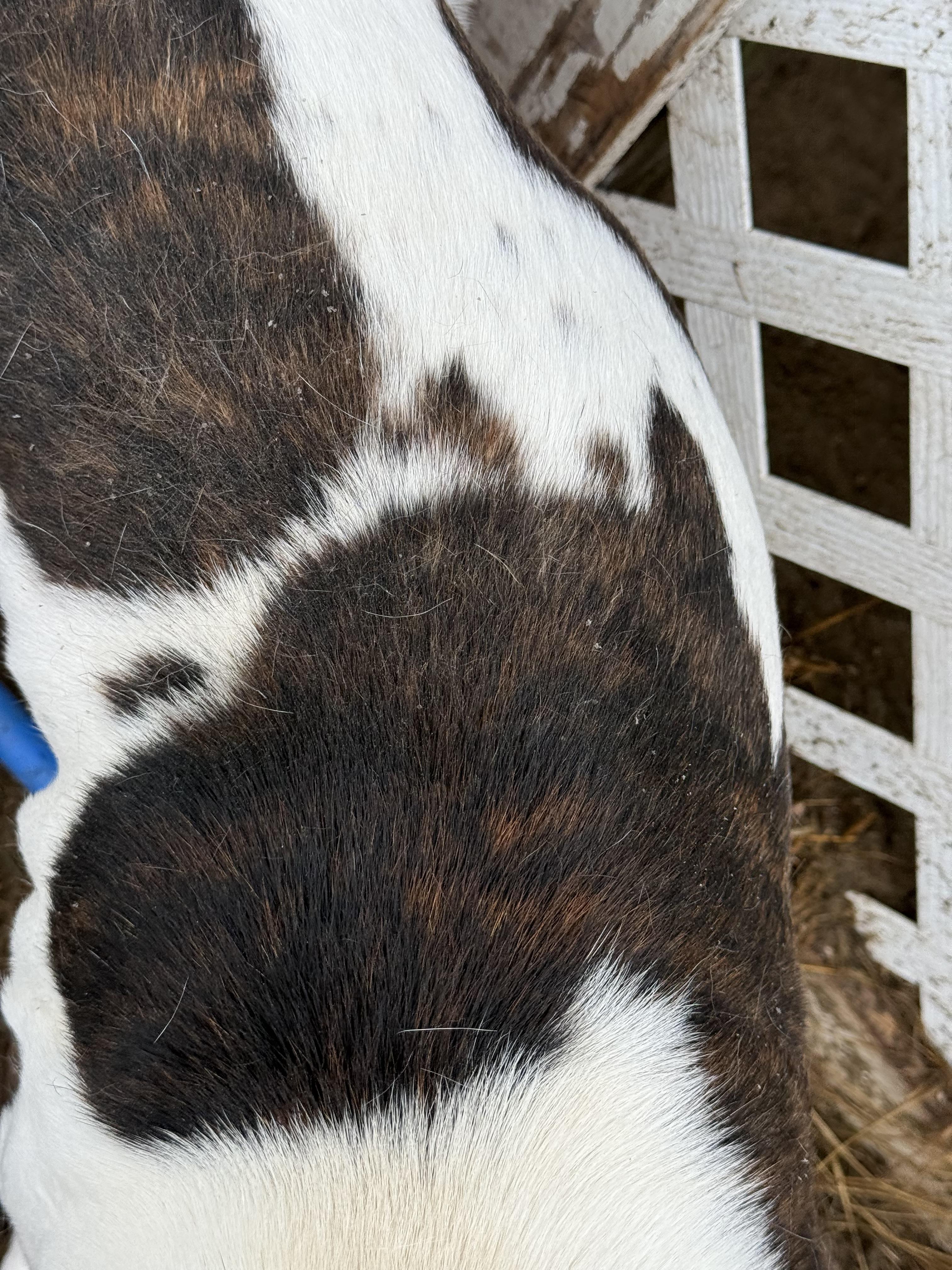 Pandi, a ADOPTABLE mixed breed in Carver, MA image 3/3