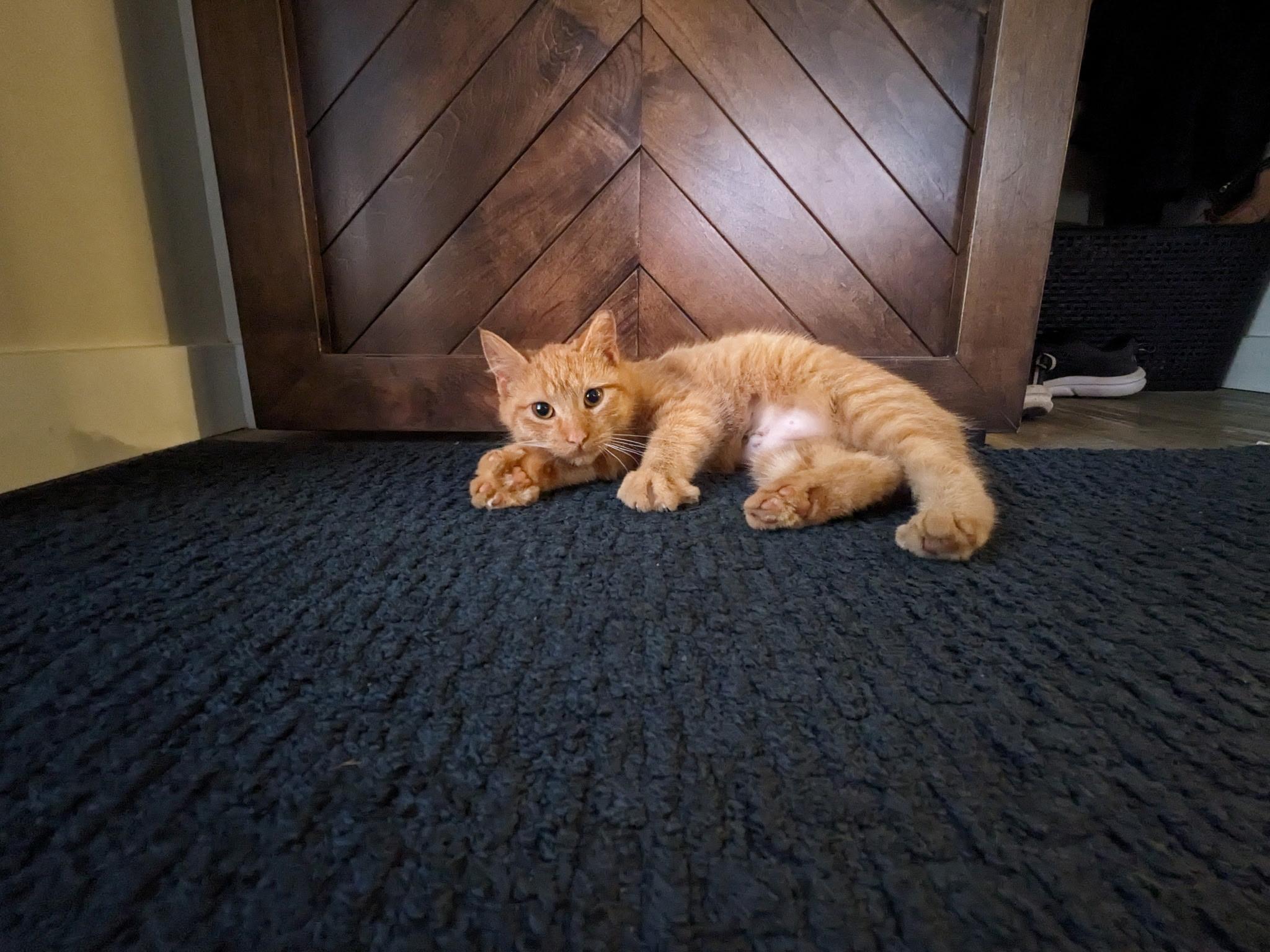 Emme, Adopted, Young Female Domestic Short Hair.