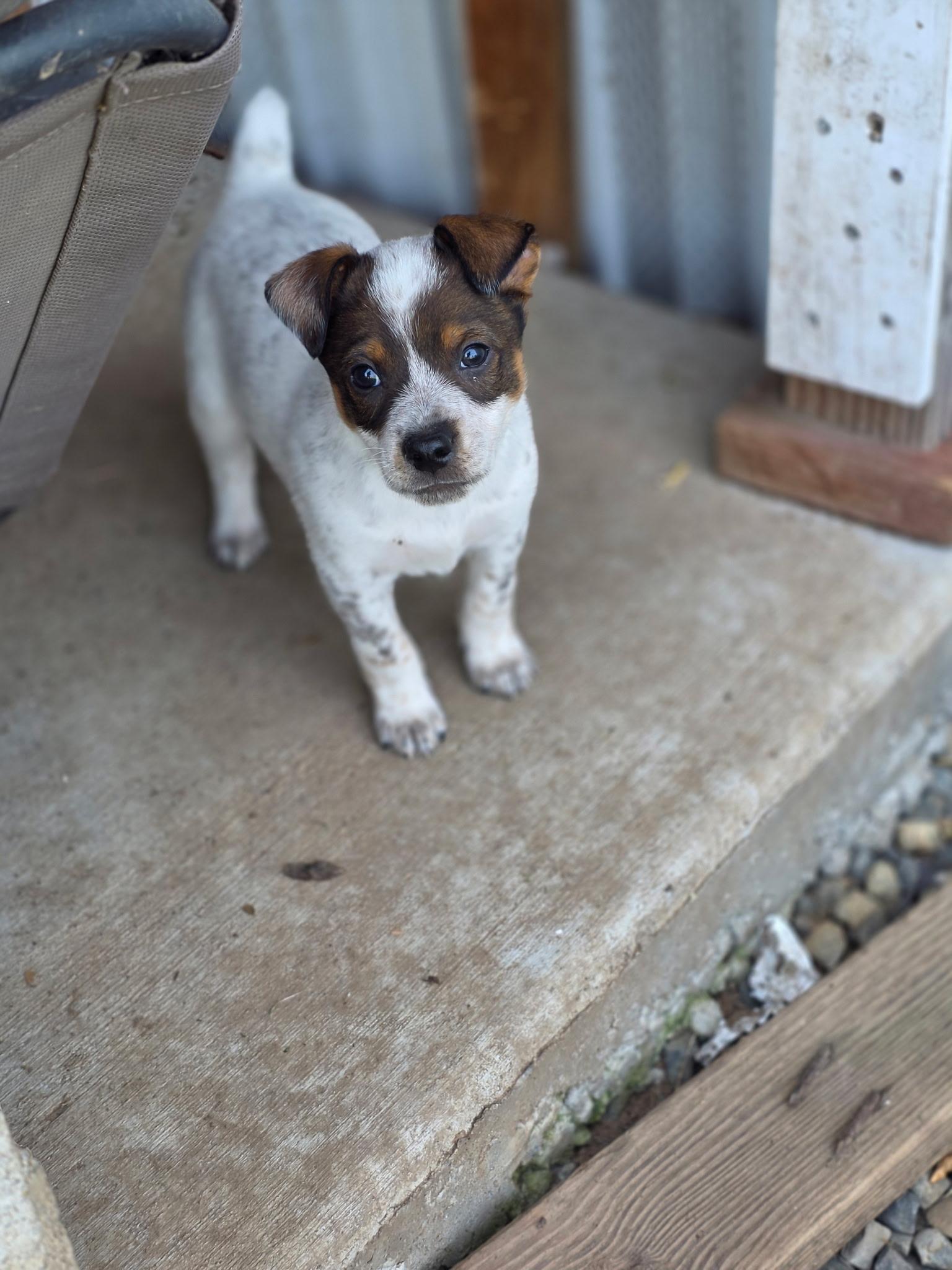 Enlarge Yakko, an adopted mixed breed in Penryn, CA image 2/3