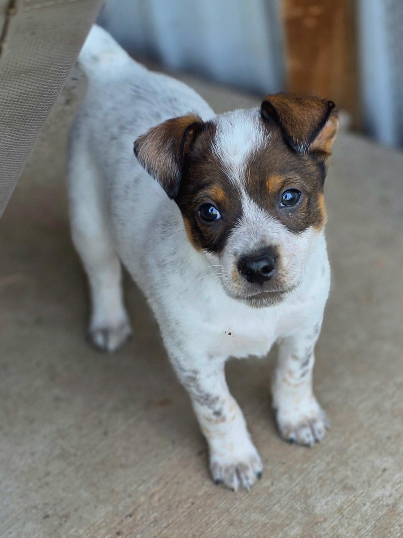 Enlarge Yakko, an adopted mixed breed in Penryn, CA image 3/3