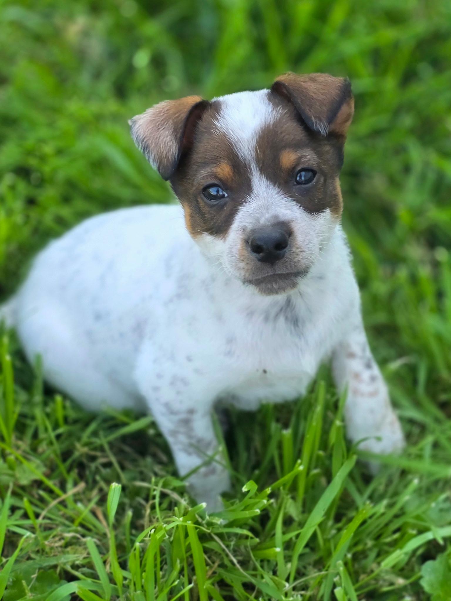 Yakko, adopted, Puppy Female Terrier.