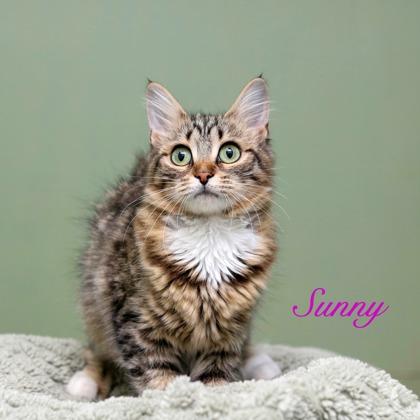 Sunny, Adoptable, Adult Female Domestic Short Hair & Domestic Short Hair.