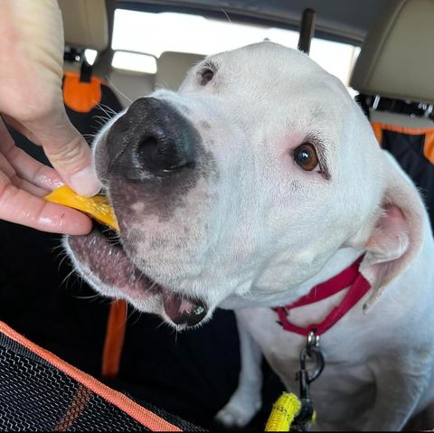 Enlarge Guerito, a Adopted Dogo Argentino in Las Vegas, NV image 1/4