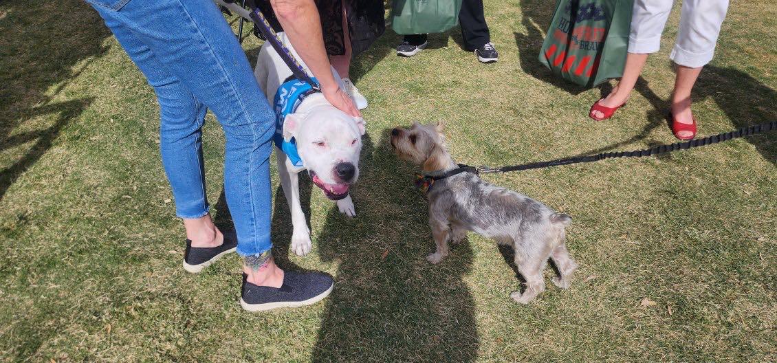 Enlarge Guerito, a Adopted Dogo Argentino in Las Vegas, NV image 2/4