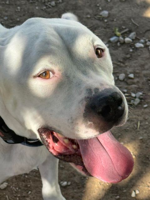 Enlarge Guerito, a Adopted Dogo Argentino in Las Vegas, NV image 3/4