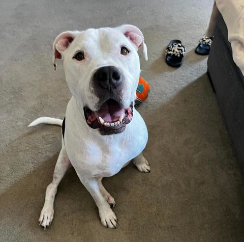 Enlarge Guerito, a Adopted Dogo Argentino in Las Vegas, NV image 4/4