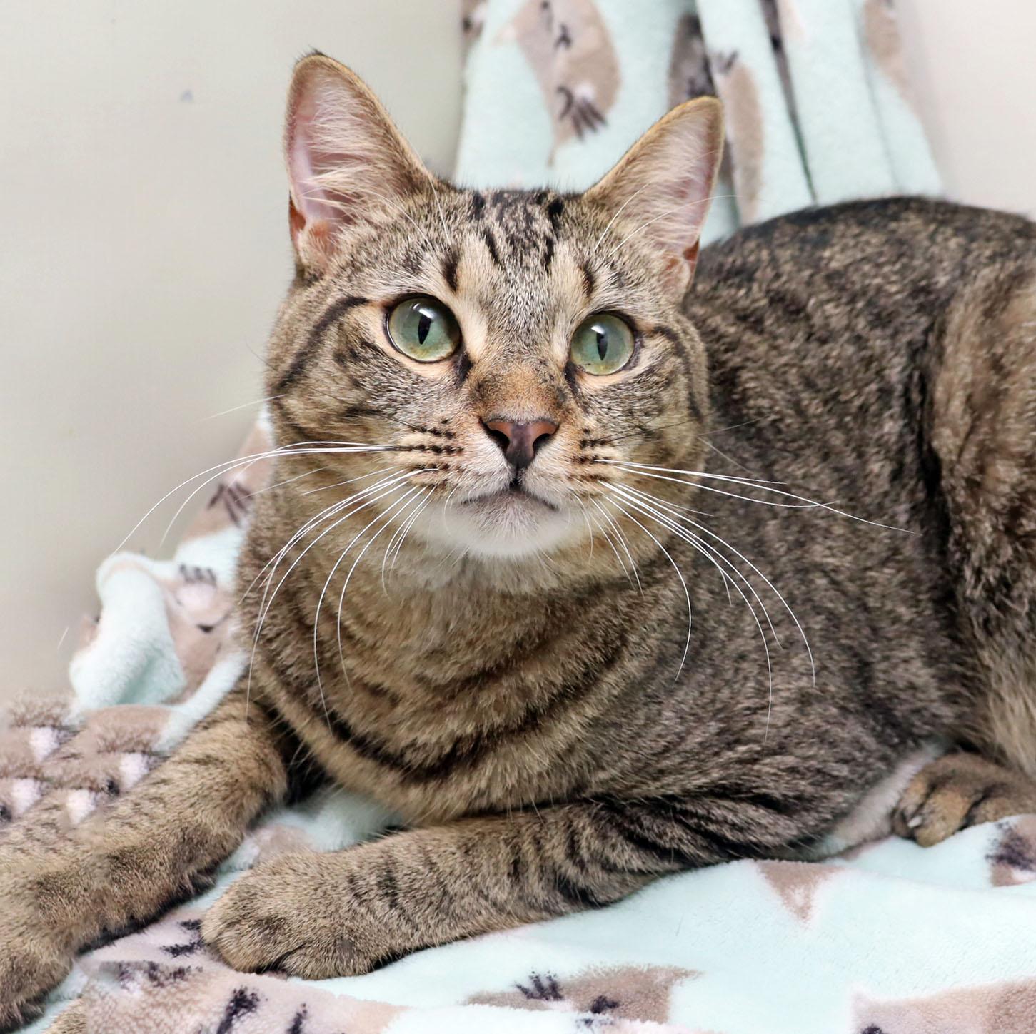 Enlarge Dusty, a ADOPTABLE Domestic Short Hair in Tierra Verde, FL image 1/3
