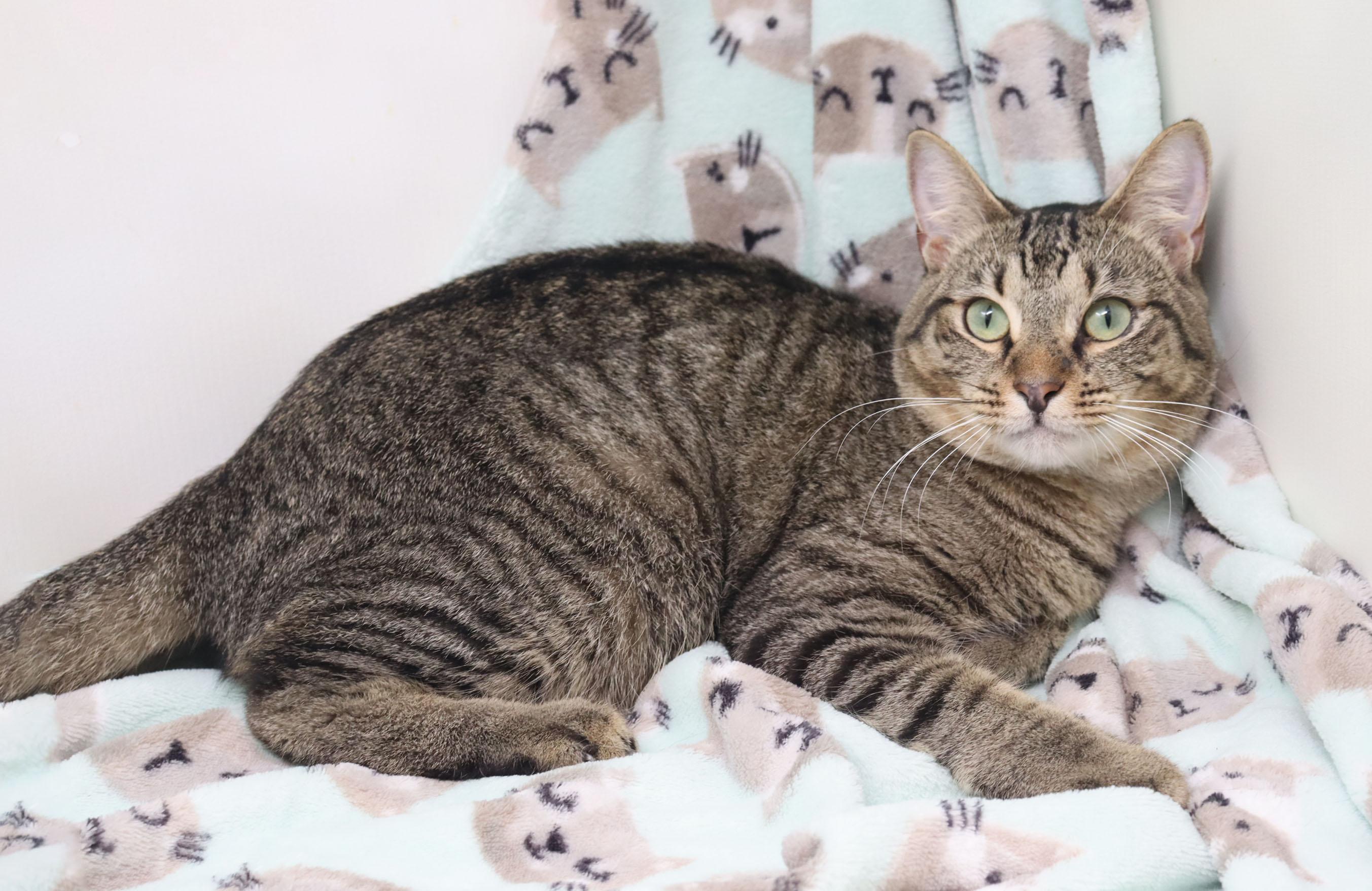 Enlarge Dusty, a ADOPTABLE Domestic Short Hair in Tierra Verde, FL image 2/3