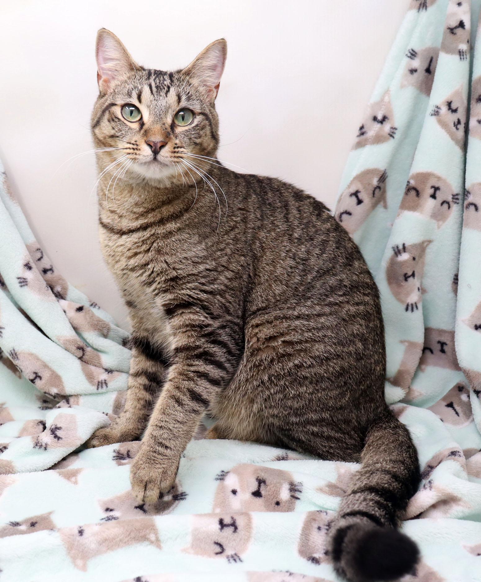 Enlarge Dusty, a ADOPTABLE Domestic Short Hair in Tierra Verde, FL image 3/3