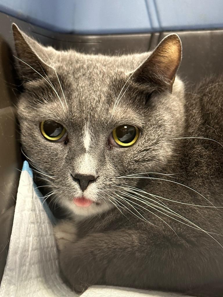 Marcie, Adoptable, Senior Female Domestic Short Hair.
